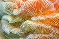 Closeup of colorful mushroom lamellae, magic mushroom, macro view.