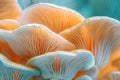 Closeup of colorful mushroom lamellae, magic mushroom, macro view.