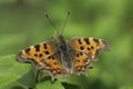Closeup on a colorful Orange Comma butterfly, Polygonia c-album with spread wings Royalty Free Stock Photo