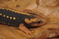 Closeup on a colorful orange and endangered Chinese Mandarine newt, Tylototriton shanjing on a dried leaf Royalty Free Stock Photo