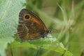 Closeup on a colorful Orange Gatekeeper buttterfly , Pyronia tithonus sitting on a green leaf Royalty Free Stock Photo