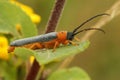 Closeup on a colorful orange longhorn beetle, Oberea oculata,