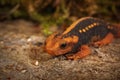 Closeup on a colorful Mandarin salamander, Tylototriton shanjing Royalty Free Stock Photo