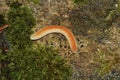 Closeup on a colorful orange Octoglena sierra milliped on a moss covered stone Royalty Free Stock Photo