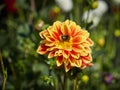 Closeup of a colorful orange with white tips double blooming Dahlia flower and bee Royalty Free Stock Photo