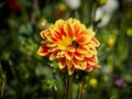 Closeup of a colorful orange with white tips double blooming Dahlia flower and bee Royalty Free Stock Photo