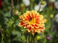 Closeup of a colorful orange with white tips double blooming Dahlia flower and Royalty Free Stock Photo