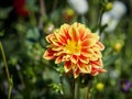 Closeup of a colorful orange with yellow tips double blooming Dahlia flower Royalty Free Stock Photo