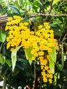 Closeup of Colorful Orchid Species Yellow Dendrobium lindleyi flower in nat Royalty Free Stock Photo