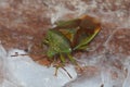 Closeup on a colorful, overwintering Birch shieldbug, Elasmostethus interstinctus