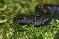 Closeup on a colorful Pacific Westcoast green longtoed salamander, Ambystoma macrodactylum
