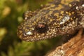 Closeup on a colorful Pacific Westcoast green longtoed salamander, Ambystoma macrodactylum