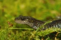 Closeup on a colorful Pacific Westcoast green longtoed salamander, Ambystoma macrodactylum