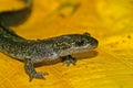 Closeup on a colorful Pacific Westcoast green longtoed salamander, Ambystoma macrodactylum