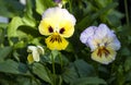 Closeup of Colorful Pansies in a Garden #1