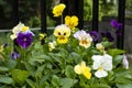 Closeup of Colorful Pansies in a Garden #2