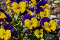 Closeup of colorful pansies Viola wittrockiana in the sunshine