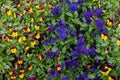 Closeup of colorful pansy flower, The garden pansy is a type of large-flowered hybrid plant cultivated as a garden Royalty Free Stock Photo