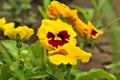 Closeup of colorful pansy flower, The garden pansy is a type of large-flowered hybrid plant cultivated as a garden flower. This Royalty Free Stock Photo