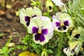 Closeup of colorful pansy flower, The garden pansy is a type of large-flowered hybrid plant cultivated as a garden flower. This Royalty Free Stock Photo