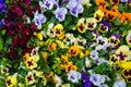 Closeup of colorful pansy flower, The garden pansy is a type of large-flowered hybrid plant cultivated as a garden Royalty Free Stock Photo