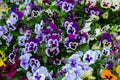 Closeup of colorful pansy flower, The garden pansy is a type of large-flowered hybrid plant cultivated as a garden Royalty Free Stock Photo