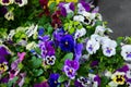 Closeup of colorful pansy flower, The garden pansy is a type of large-flowered hybrid plant cultivated as a garden Royalty Free Stock Photo