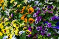 Closeup of colorful pansy flower, The garden pansy is a type of large-flowered hybrid plant cultivated as a garden Royalty Free Stock Photo