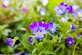 Closeup of colorful pansy flower, The garden pansy is a type of large-flowered hybrid plant cultivated as a garden Royalty Free Stock Photo