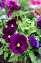 Closeup of colorful pansy flower. Summer landscape Royalty Free Stock Photo