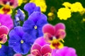 Closeup of colorful pansy flower Royalty Free Stock Photo