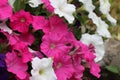 Closeup of colorful petunia flowers blooming at a garden Royalty Free Stock Photo