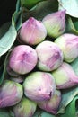 Closeup of colorful pink and green lotus buds at a market in Southeast Asia