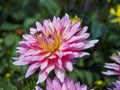 Closeup of a colorful pink orange double blooming Dahlia flower and bee on top Royalty Free Stock Photo