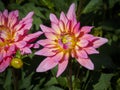 Closeup of a colorful pink orange double blooming Dahlia flower Royalty Free Stock Photo