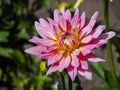 Closeup of a colorful pink orange double blooming Dahlia flower Royalty Free Stock Photo