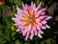 Closeup of a colorful pink orange double blooming Dahlia flower Royalty Free Stock Photo