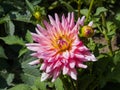 Closeup of a colorful pink orange double blooming Dahlia flower Royalty Free Stock Photo