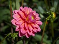 Closeup of a colorful pink with orange double blooming Dahlia flower Royalty Free Stock Photo