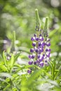 Closeup of a colorful pink purple violet blooming Lupine flowers