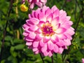 Closeup of a colorful pink purple and white double blooming Dahlia with broad and flat petals. and green leaf background Royalty Free Stock Photo