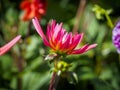 Closeup of a colorful pink yellow spiky Semi-Cactus Dahlia with double-flowering bloom and long, half rolled petals Royalty Free Stock Photo