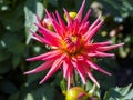 Closeup of a colorful pink yellow spiky Semi-Cactus Dahlia with double-flowering bloom and long, half rolled petals Royalty Free Stock Photo