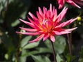 Closeup of a colorful pink yellow spiky Semi-Cactus Dahlia with double-flowering bloom and long, half rolled petals Royalty Free Stock Photo