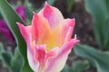 Closeup of a colorful pink tulip in a garden