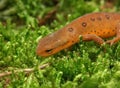 Closeup on a colorful but poisonous red eft of the Eastern or Broken-Striped Newt, Notophthalmus viridescens Royalty Free Stock Photo