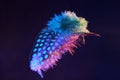Closeup of a colorful polka-dot feather of an unknown bird on a dark blue background