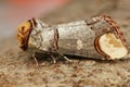 Closeup on a colorful Prominent puss moth, Phalera bucephala, sitting on wood Royalty Free Stock Photo