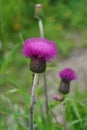 Closeup on a colorful purple flowering melancholy thistle flower, Cirsium heterophyllum Royalty Free Stock Photo