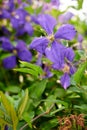 Closeup of colorful purple flowers in a garden. Cranesbill geranium growing in a natural environment on a sunny day